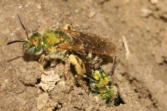 Sweat bees leaving nest